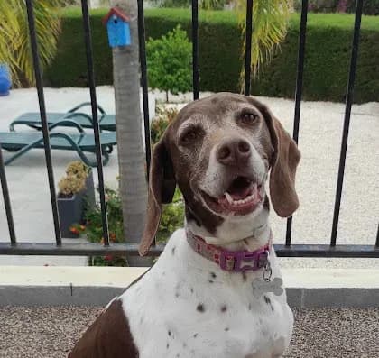 Nova — Pointer Cross