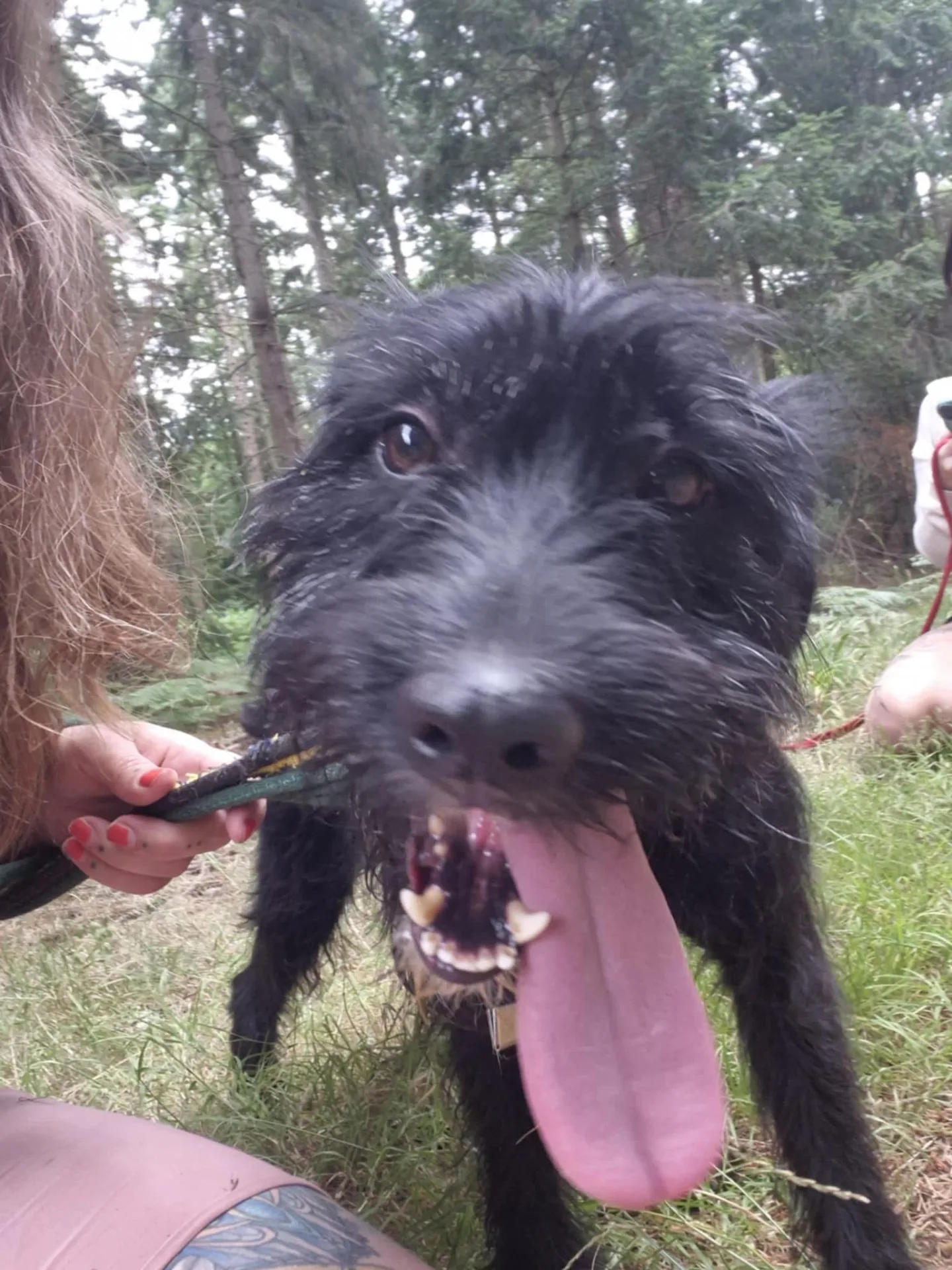 Micky — Cross-breed