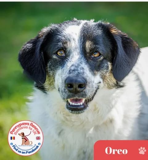 Oreo — Cross-breed