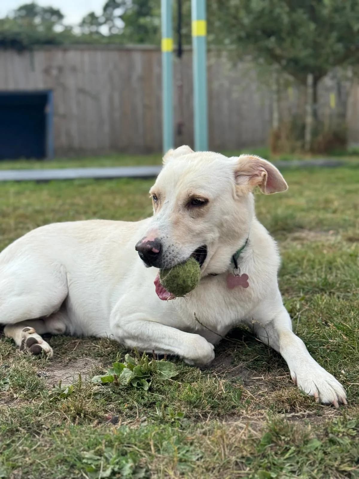 Toby — Cross-breed