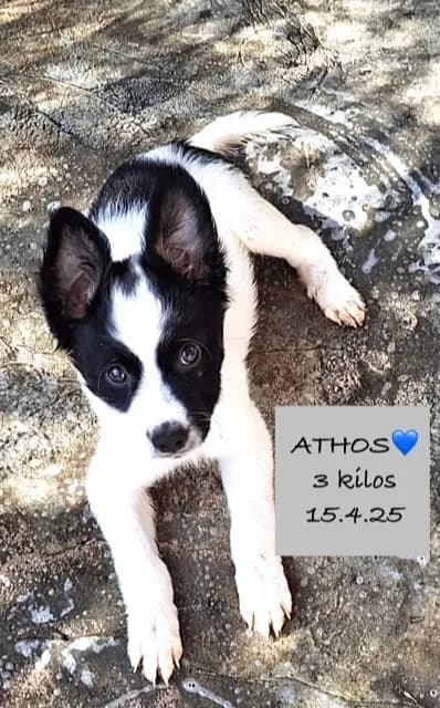 Athos — Cross-breed