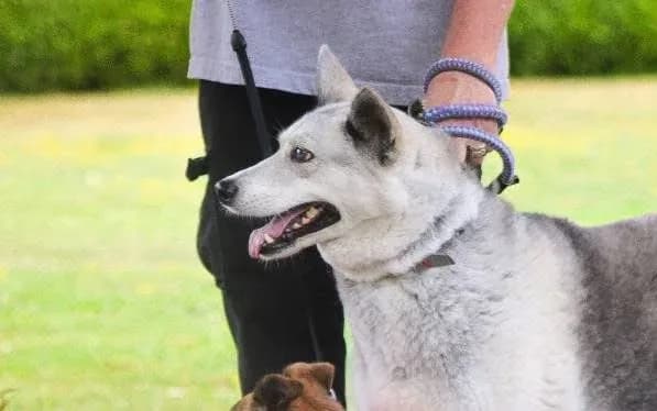 Marlowe — Husky Cross