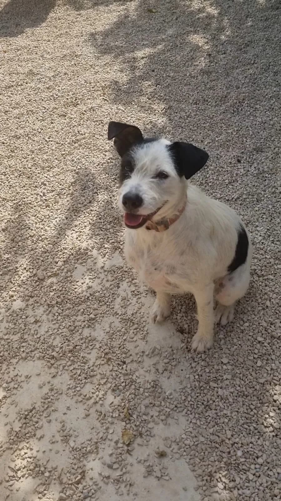 Mack — Terrier Cross