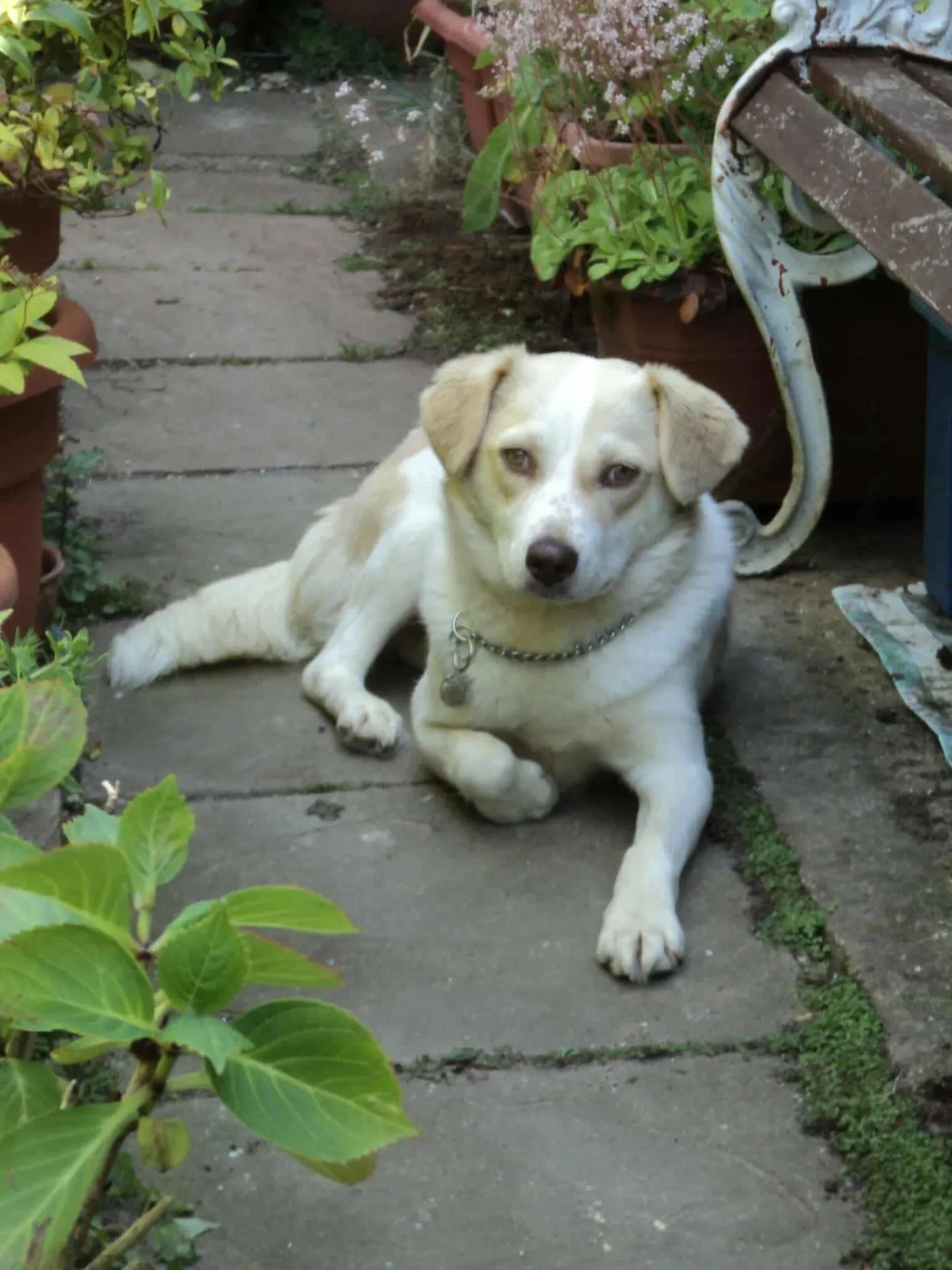 Grace — Mixed Breed