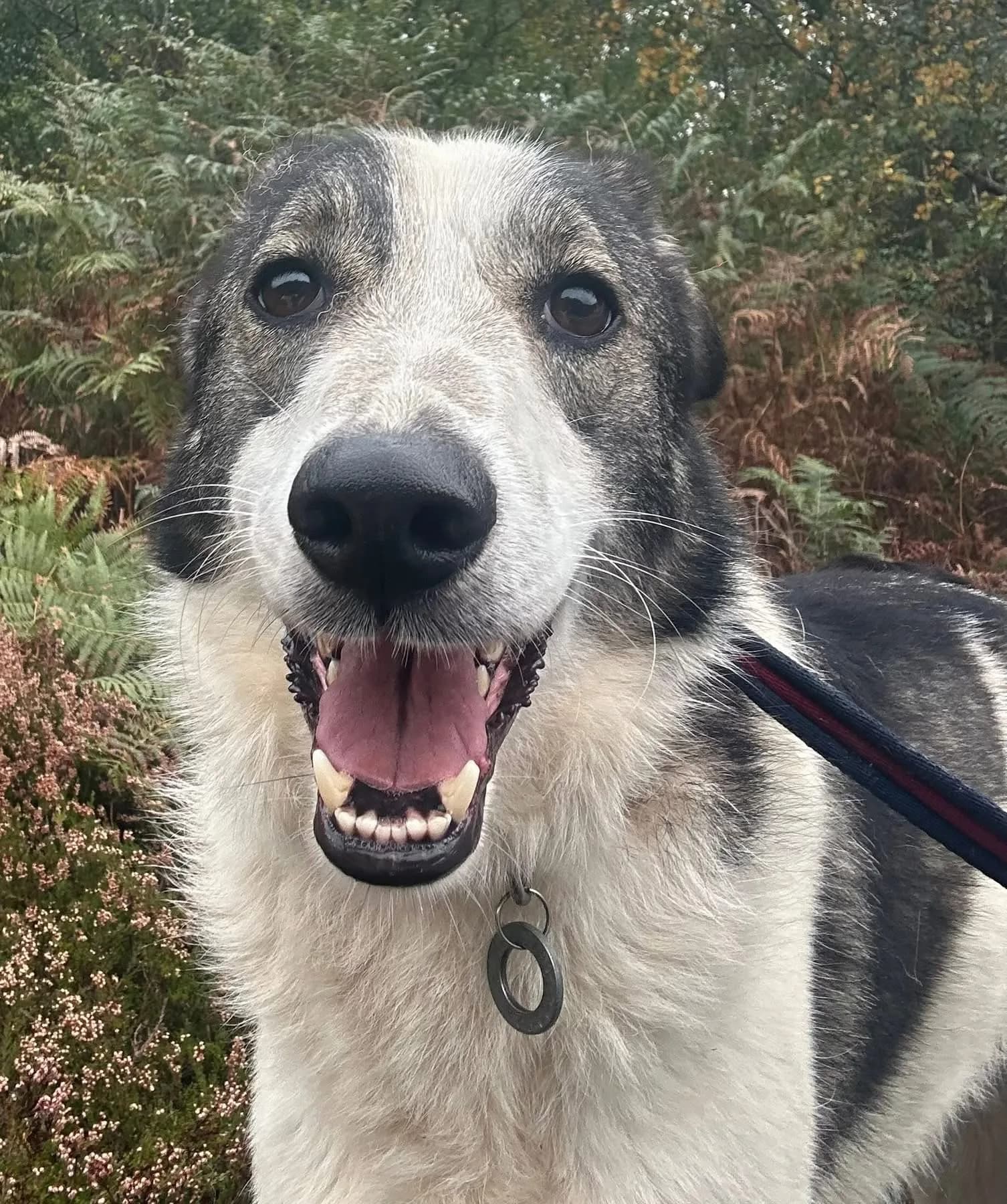 Matteo — Cross-breed