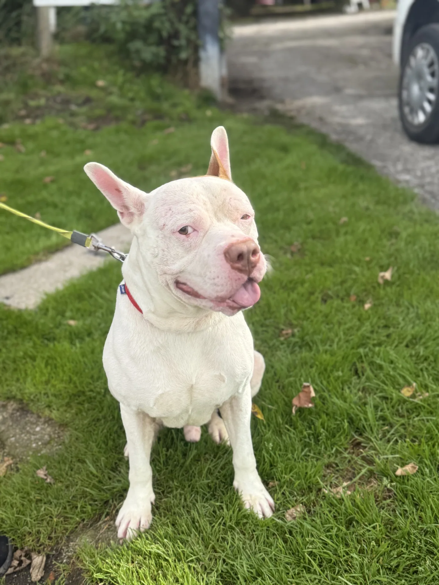 Kyro — Staffordshire Bull Terrier Cross