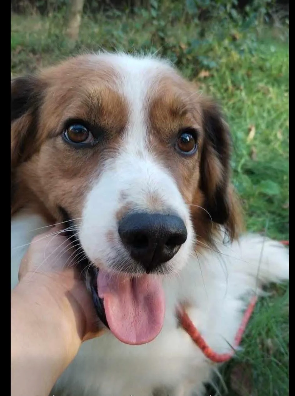 Max — Border Collie Cross