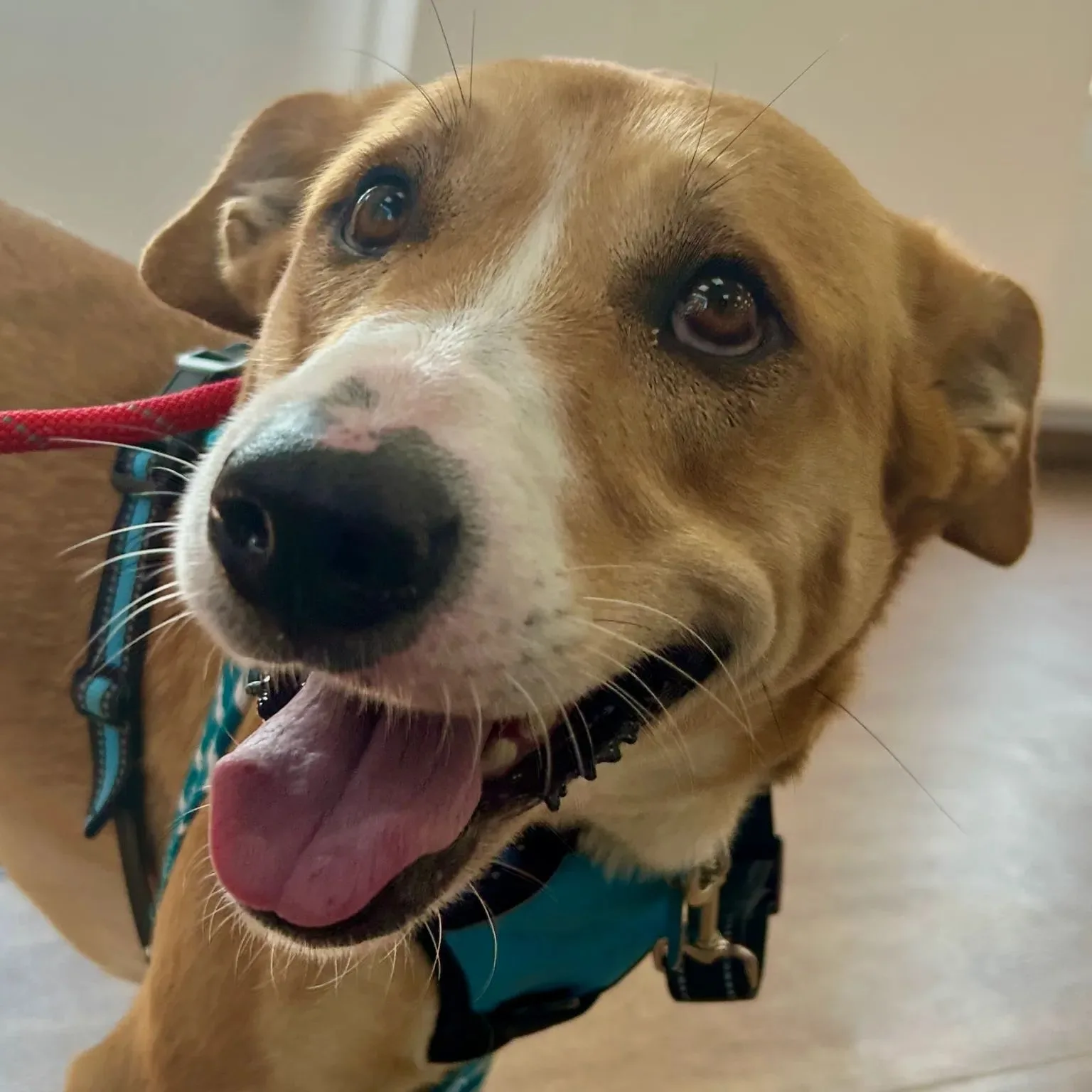 Miracle — Cross-breed