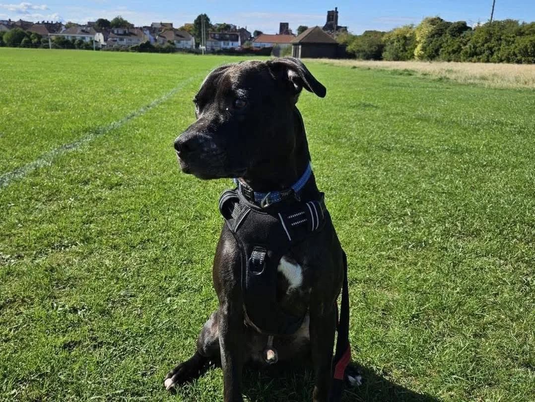 Max — Patterdale Cross Staffordshire Bull Terrier