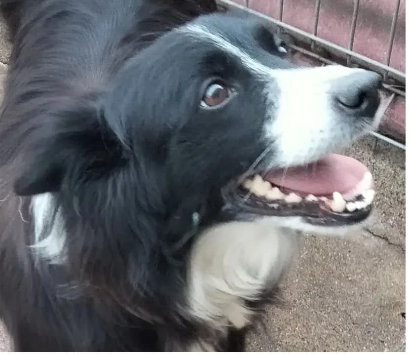 Reyna — Border Collie