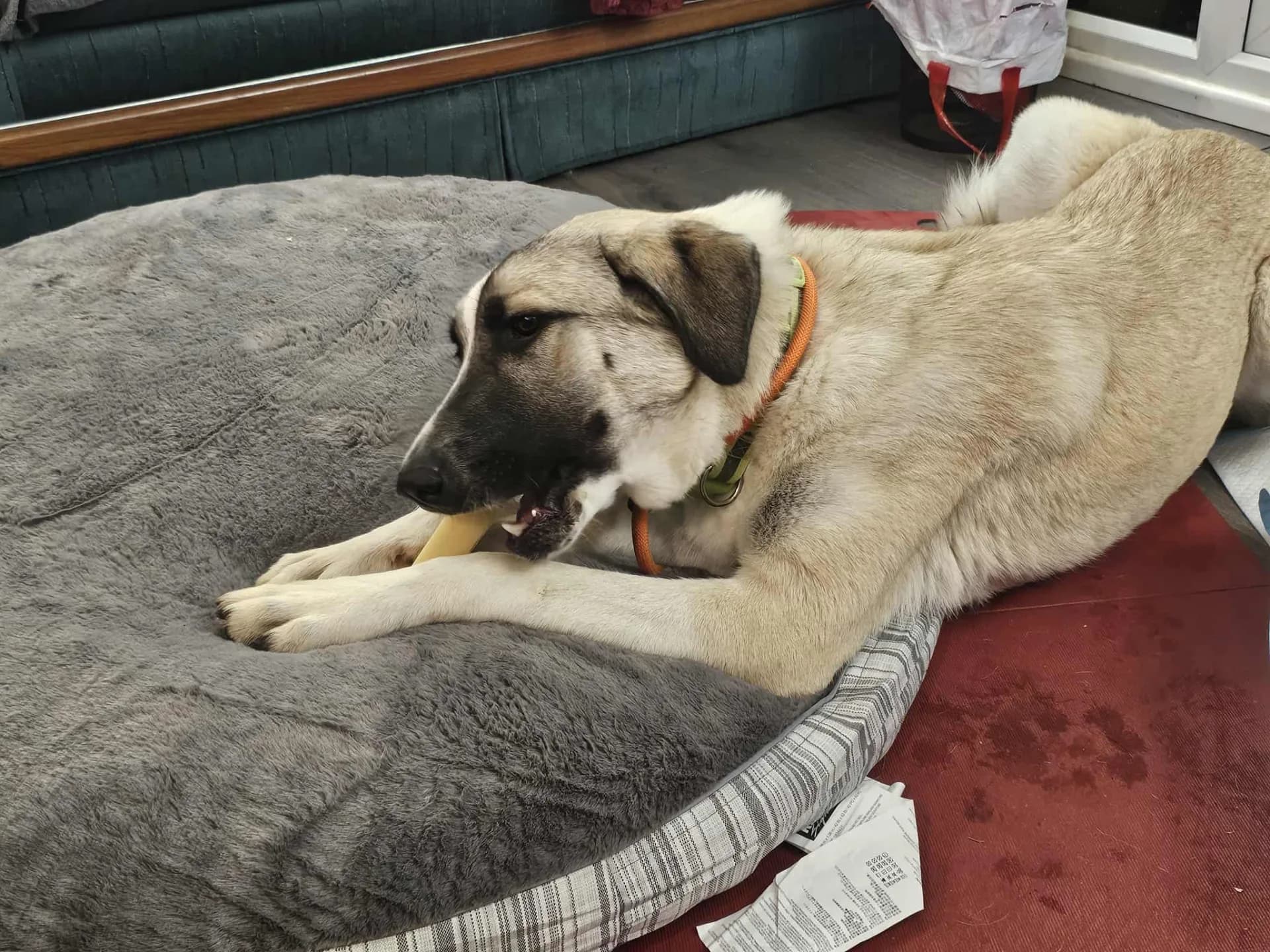 Sadie — Cross-breed