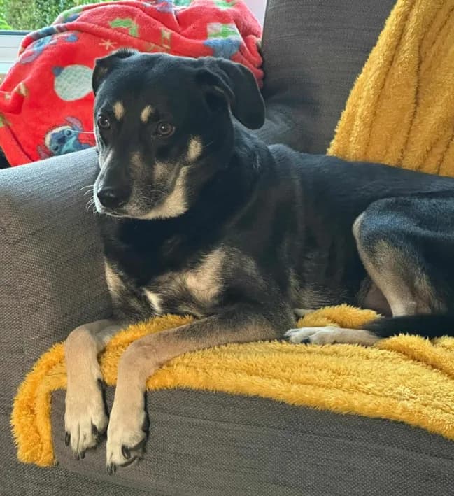 Marvel — Cross-breed