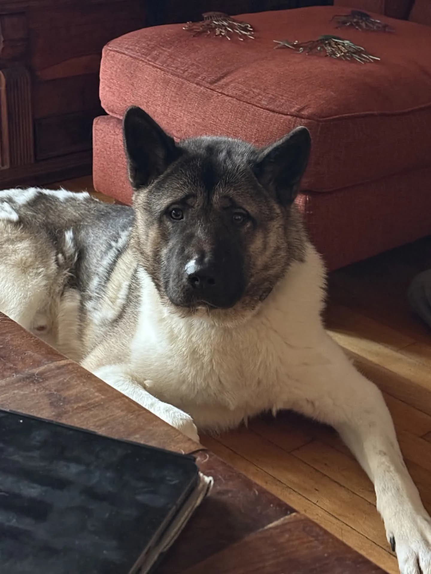 Marley — Akita