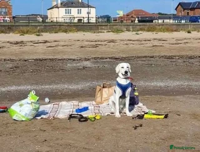 Walter — Cross-breed