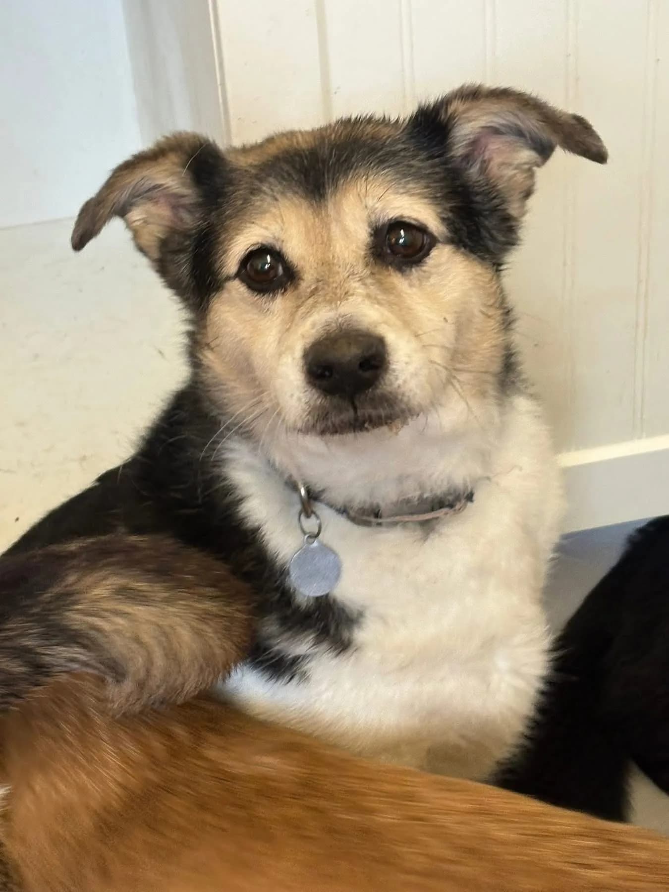 Tara — Cross-breed