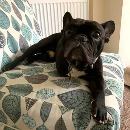 Joey — French Bulldog