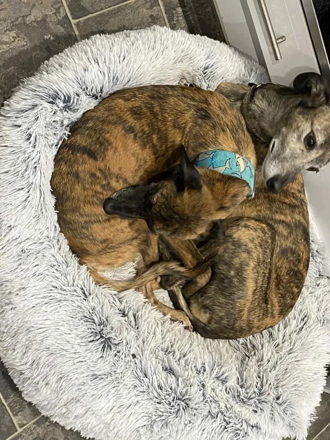 Lottie and Libby photo 4