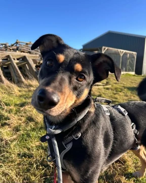 Puffin — Cross-breed