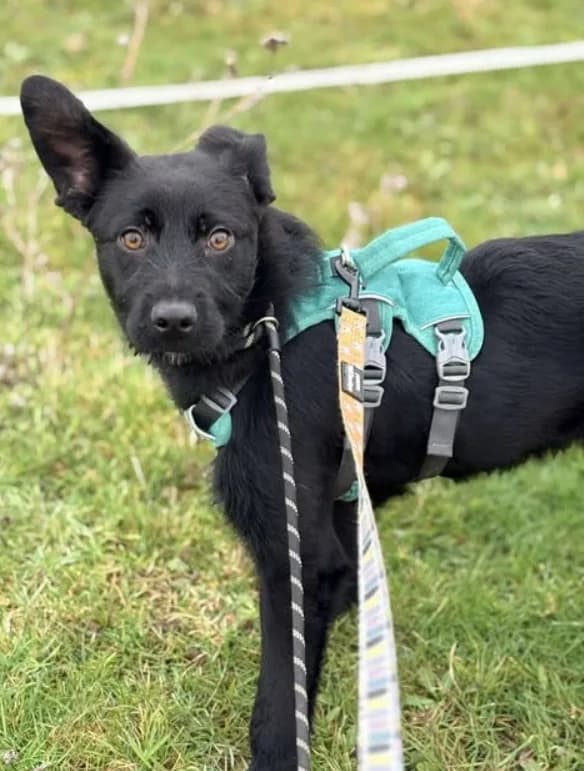 Zorro — Cross-breed