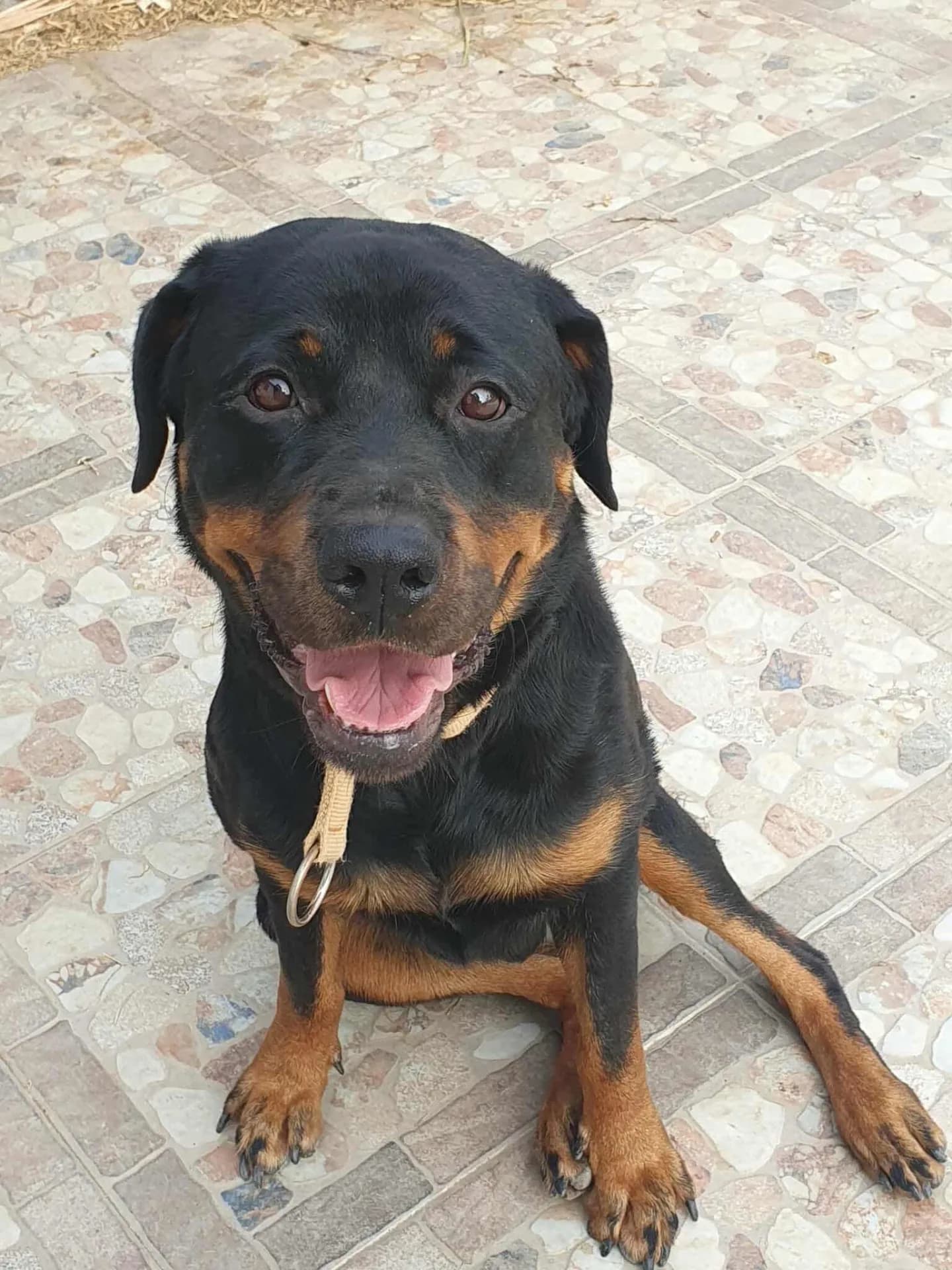 Wilma — Rottweiler