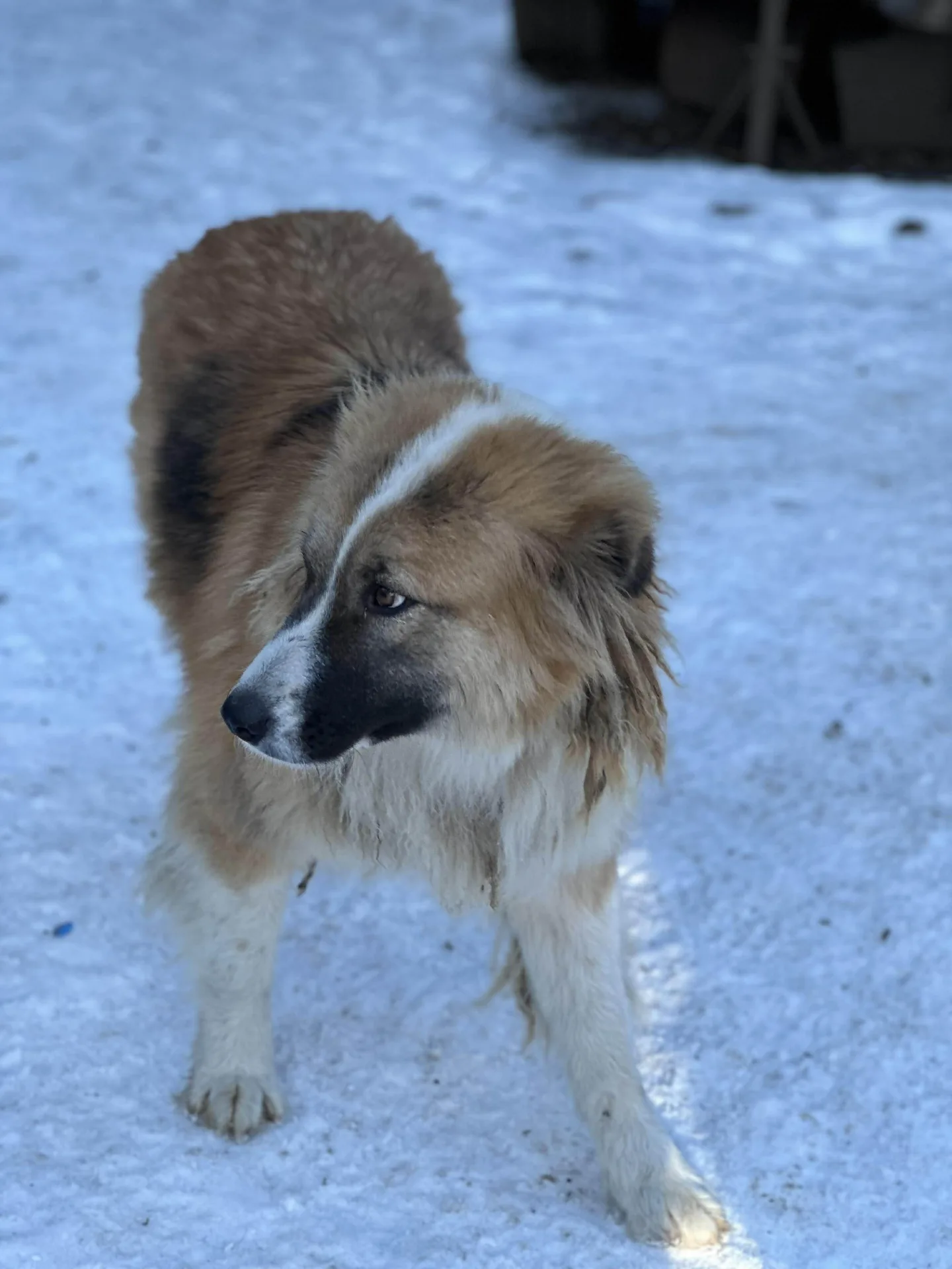 Erica — Cross-breed