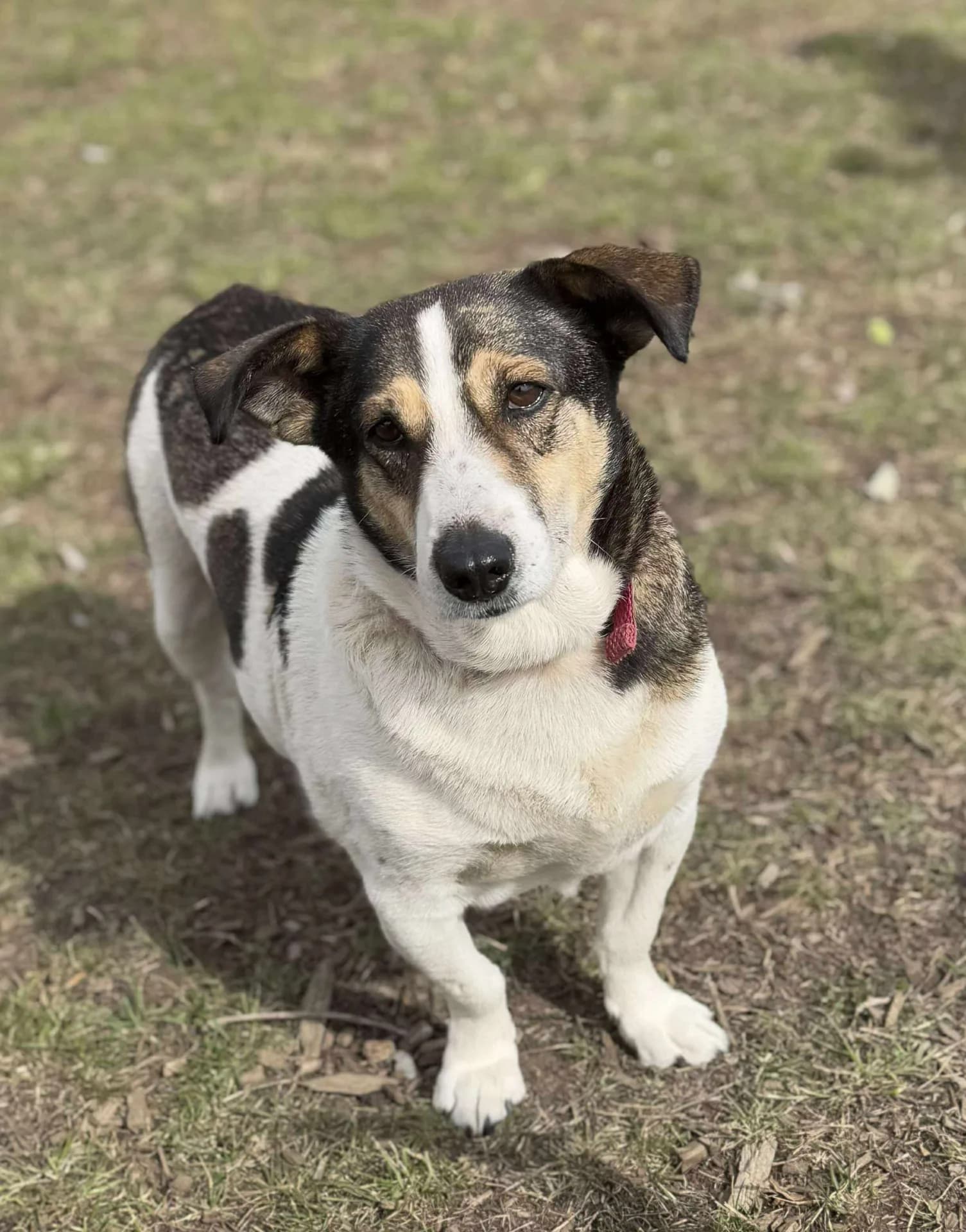 Hermione — Cross-breed