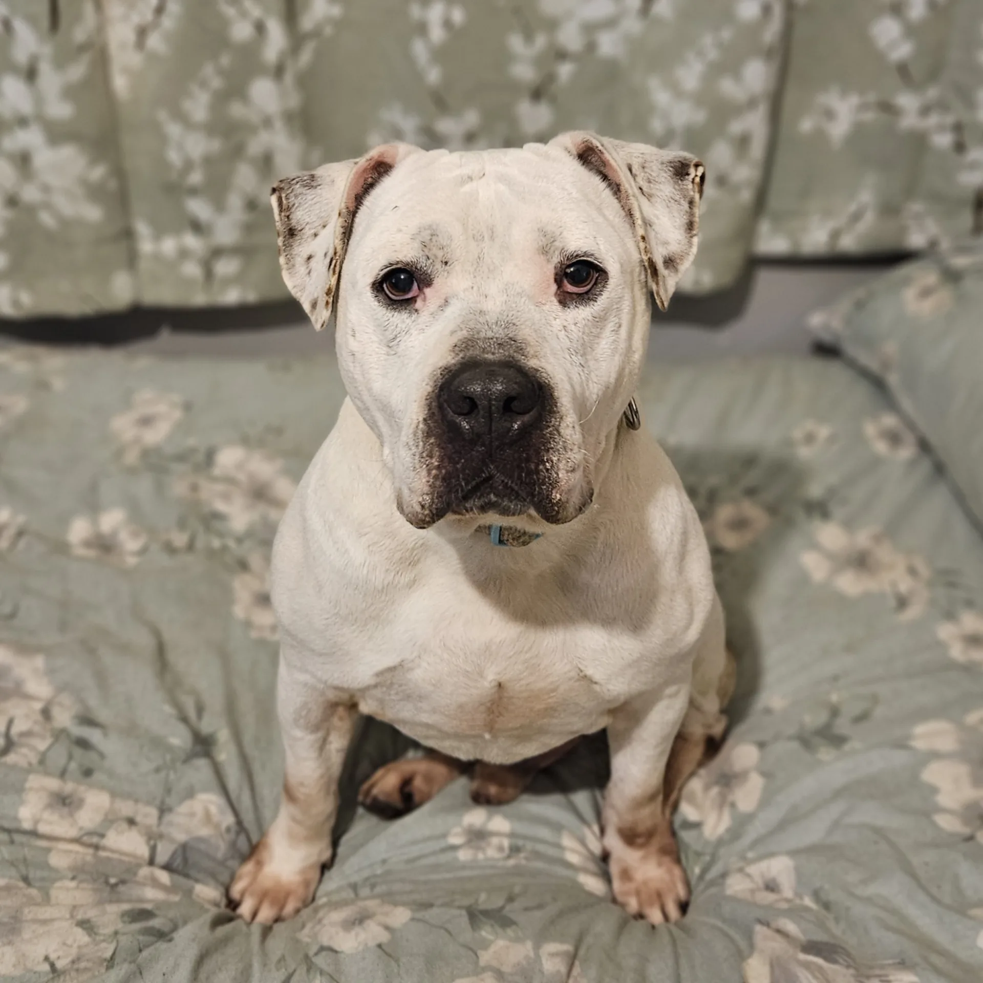 John — Cross-breed