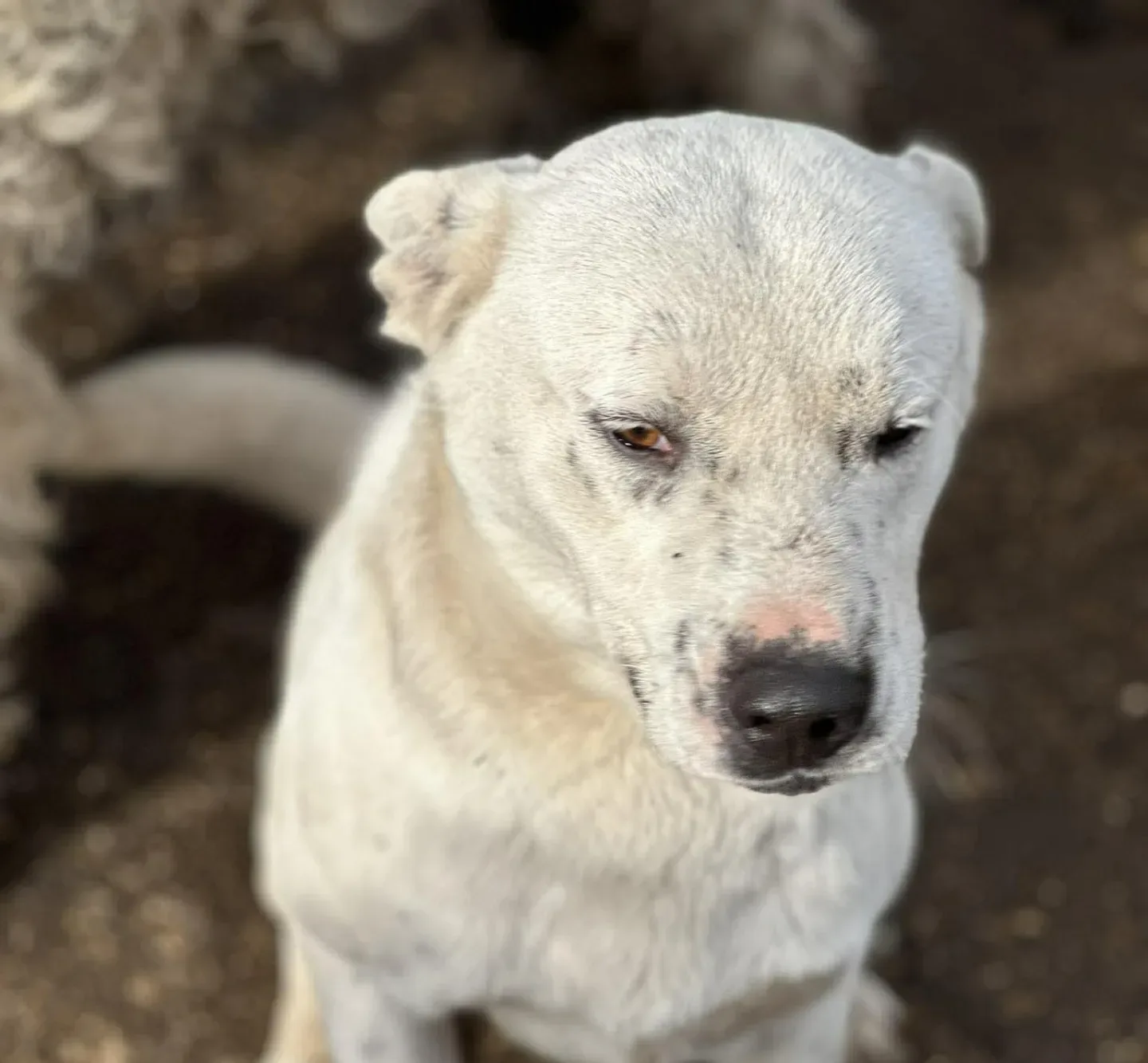 Alan — Cross-breed