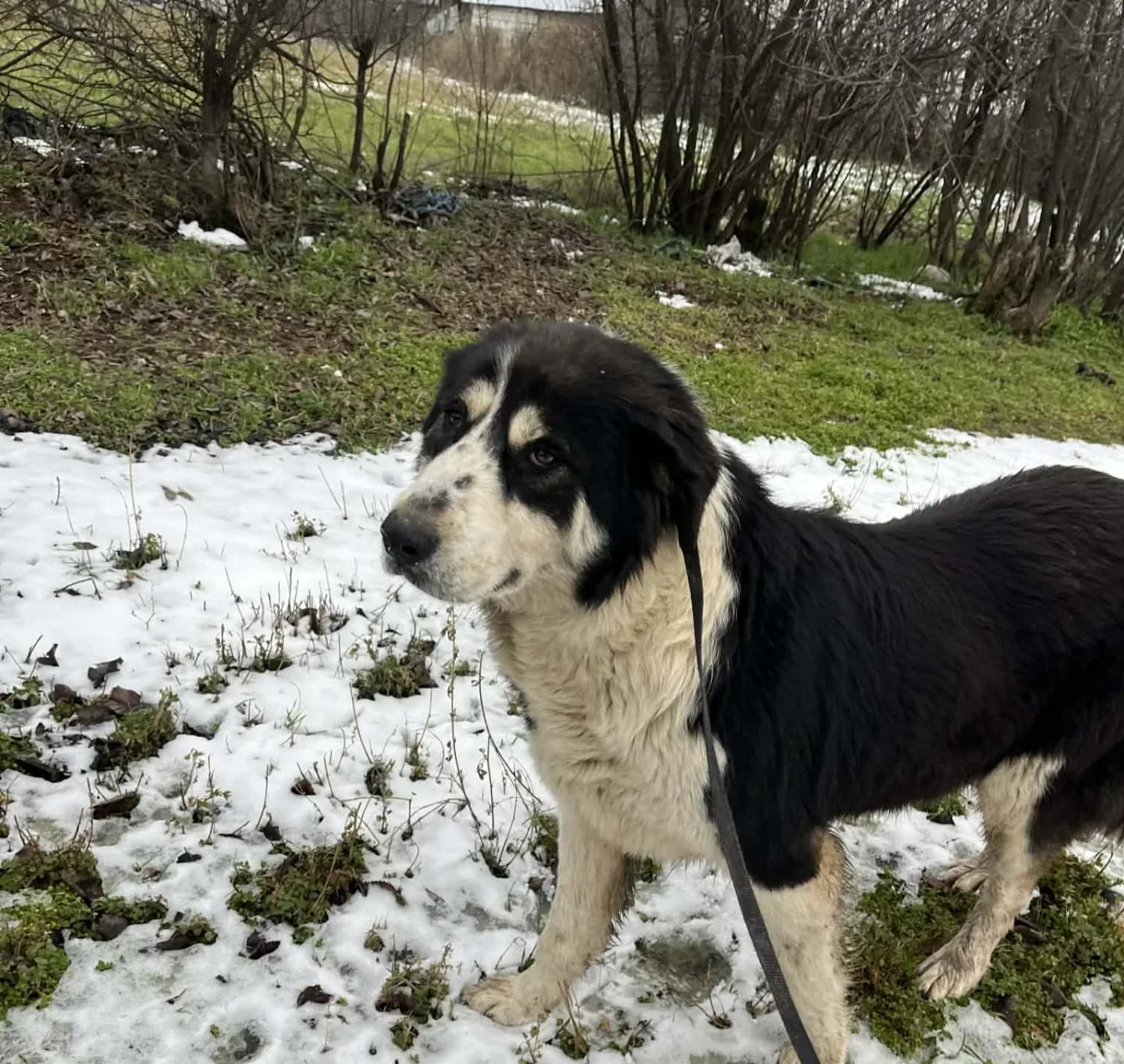 Sasha — Cross-breed