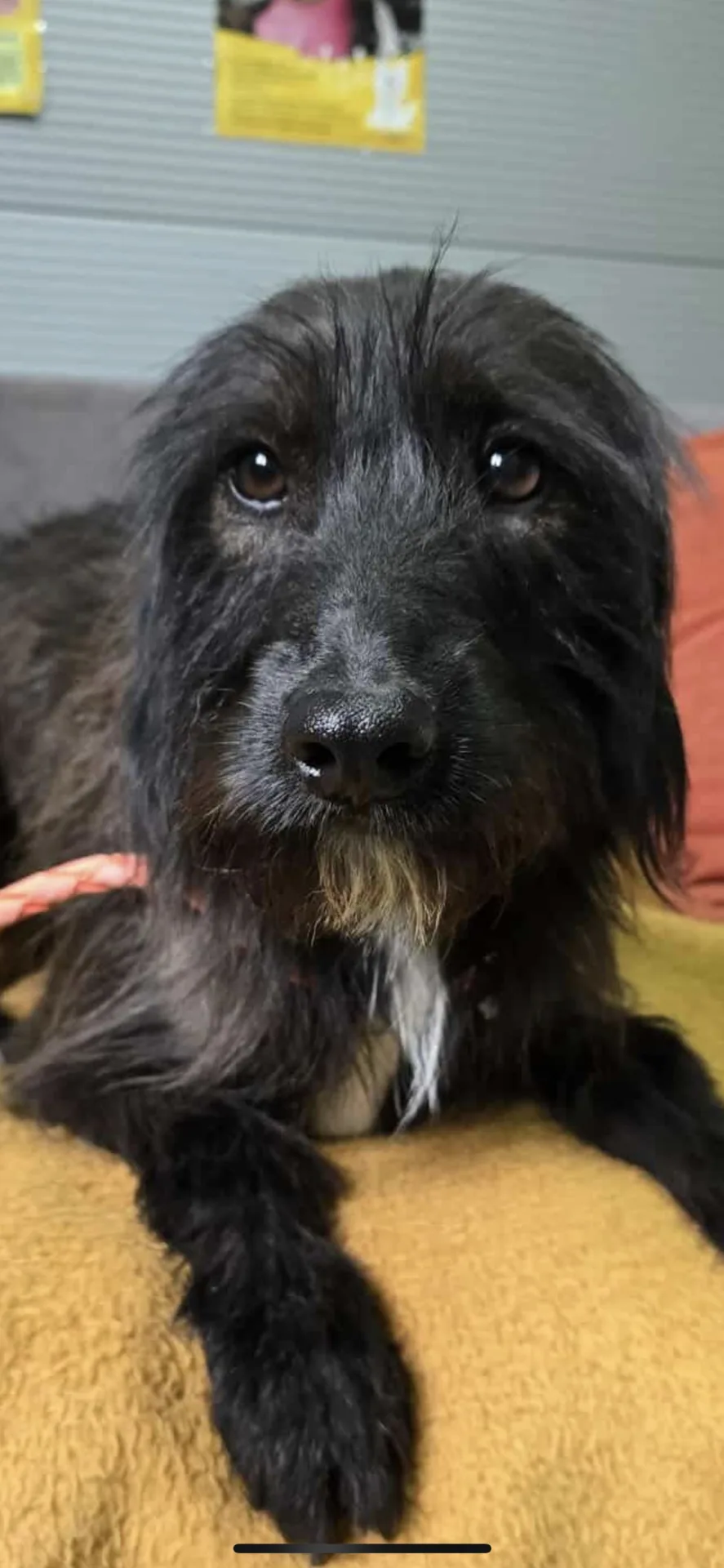 Livia — Cross-breed