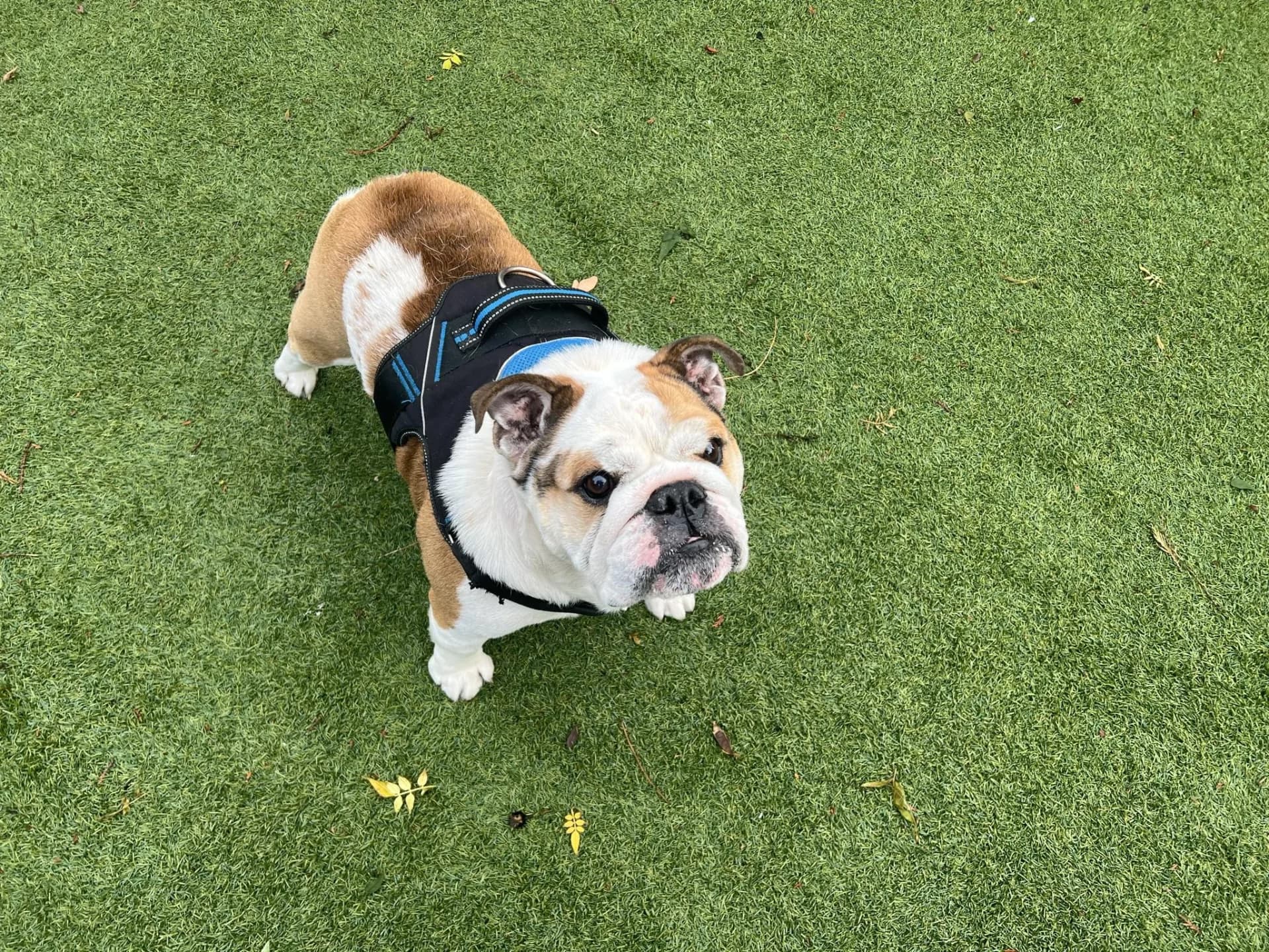 Reggie — English Bulldog