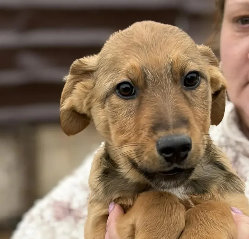 Lance — Cross-breed