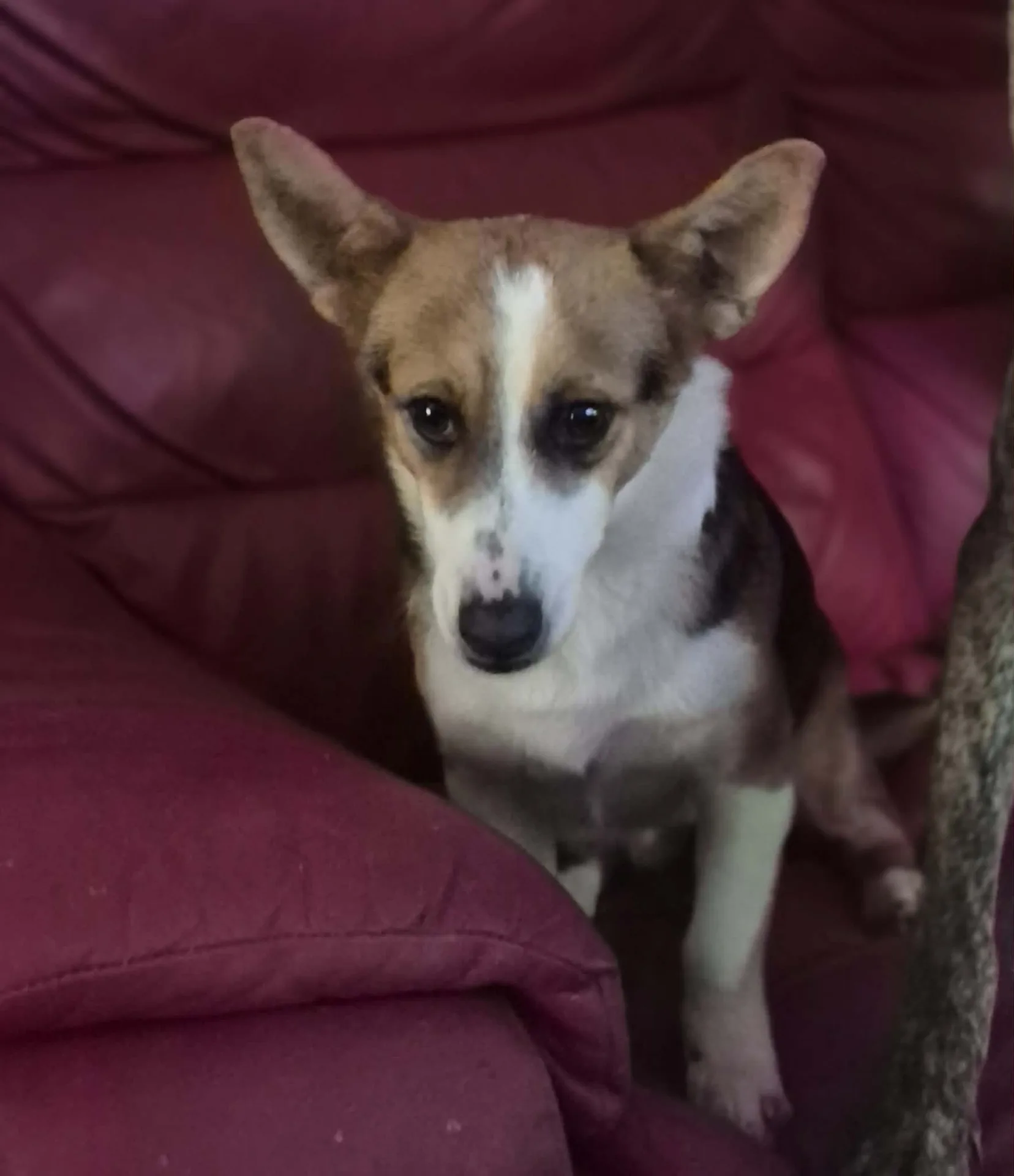 Dolly — Cross-breed