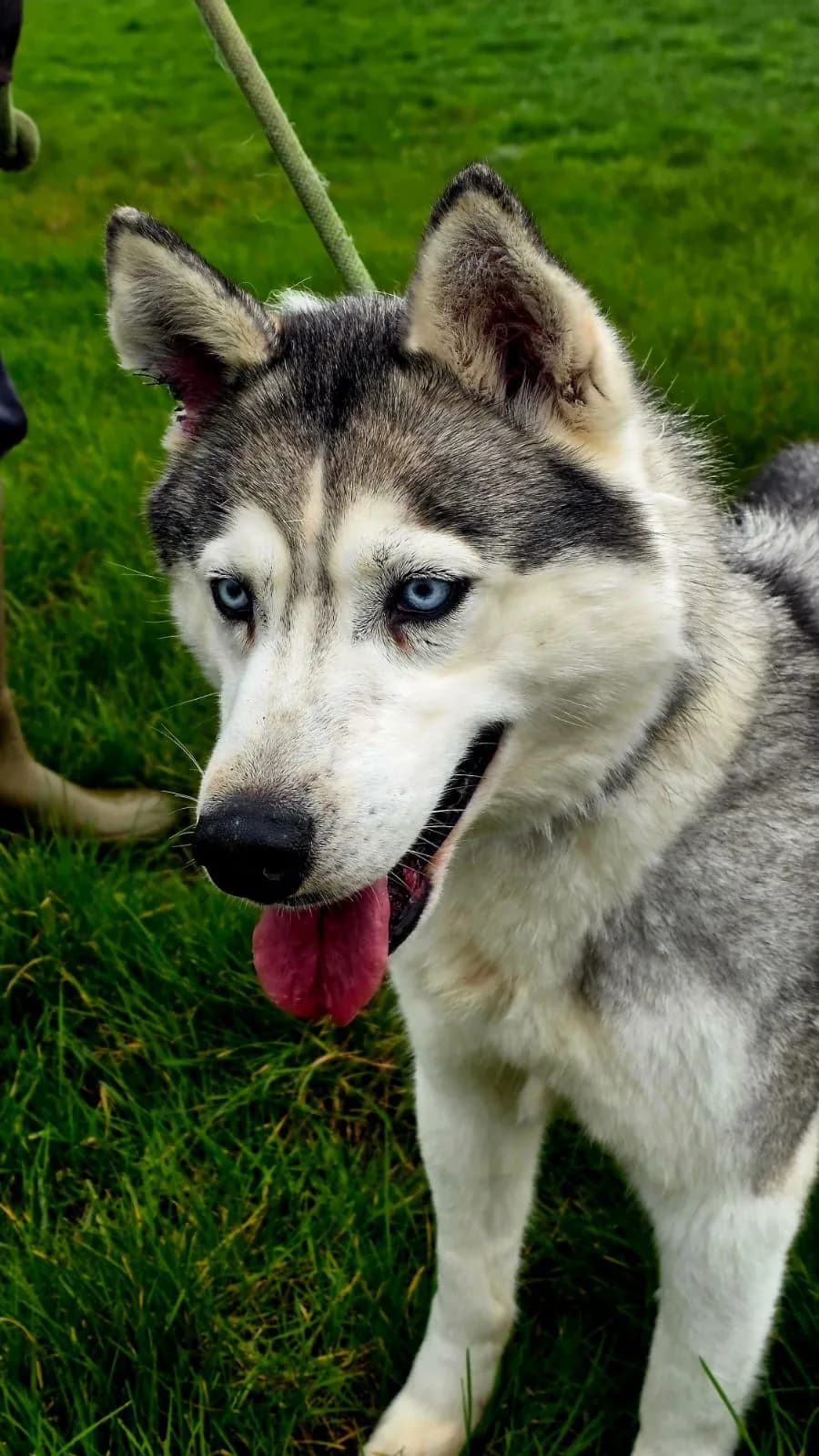 Lady — Siberian Husky