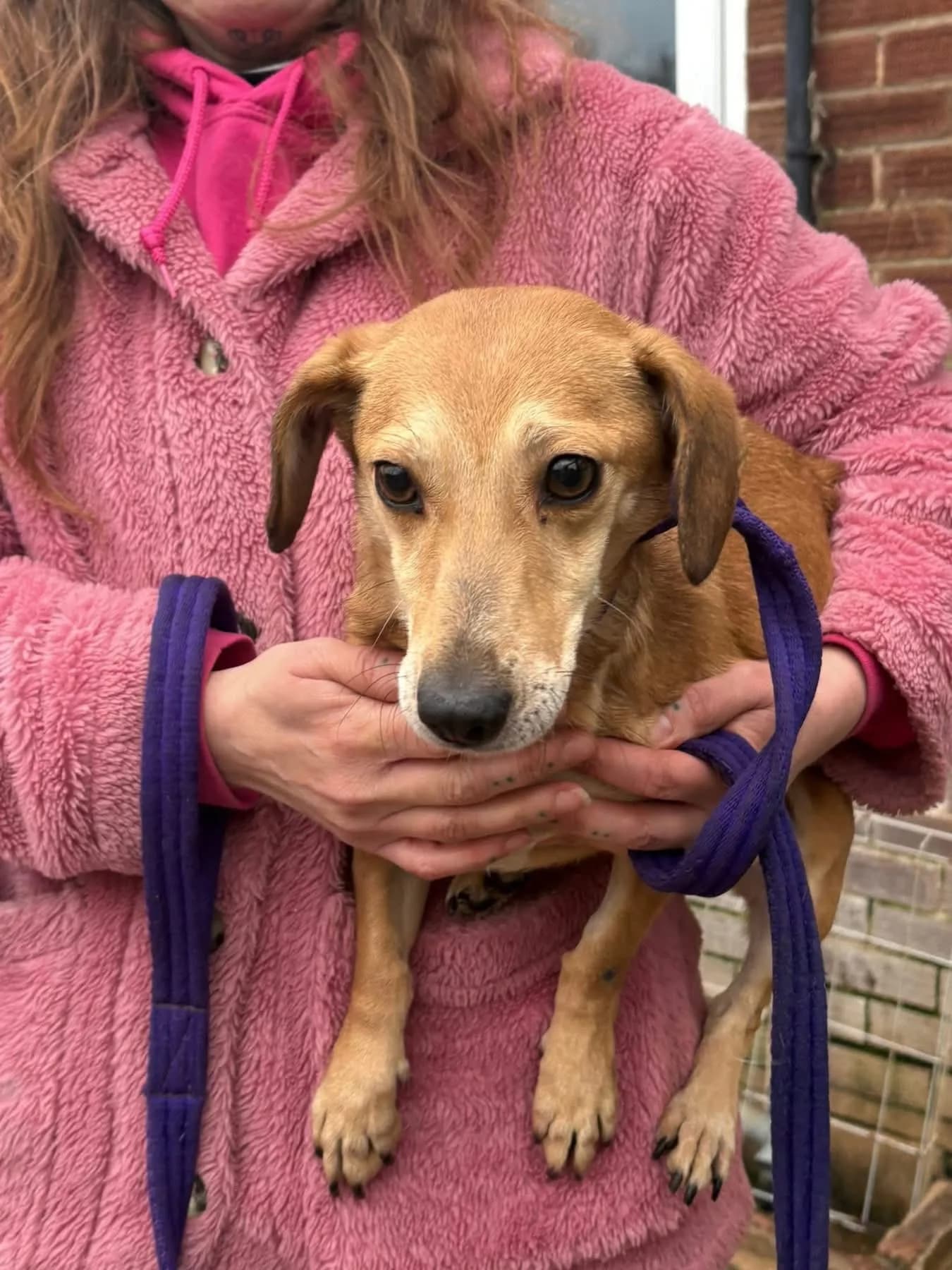 Mavis — Dachshund Cross