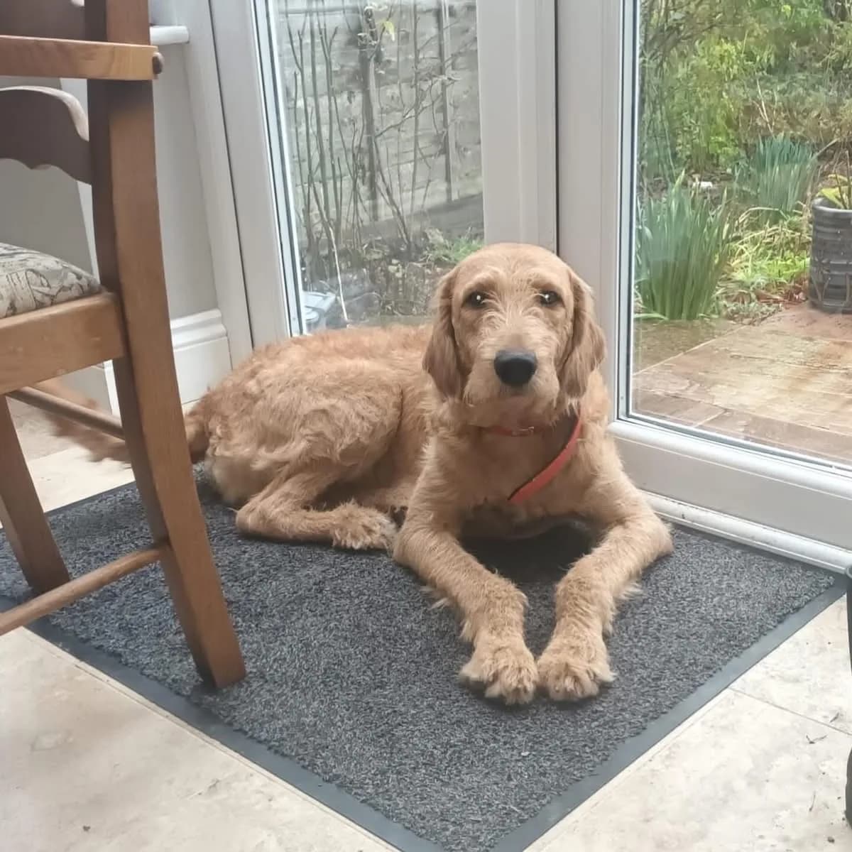 Louie — Labradoodle Cross