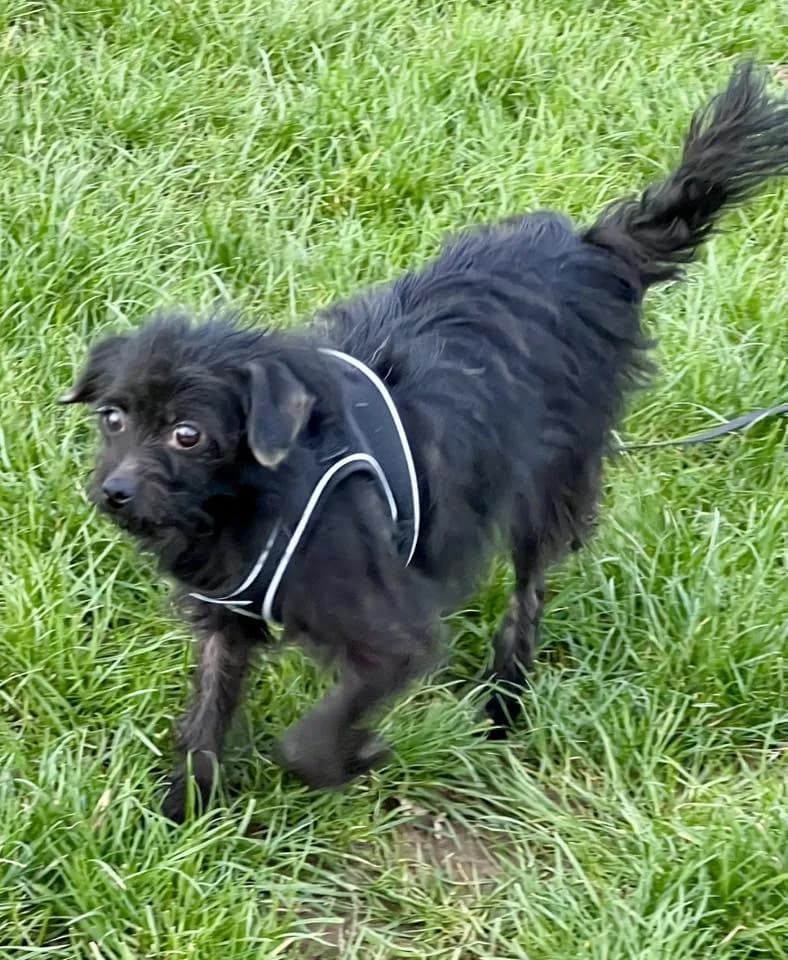 Ciara — Cross-breed