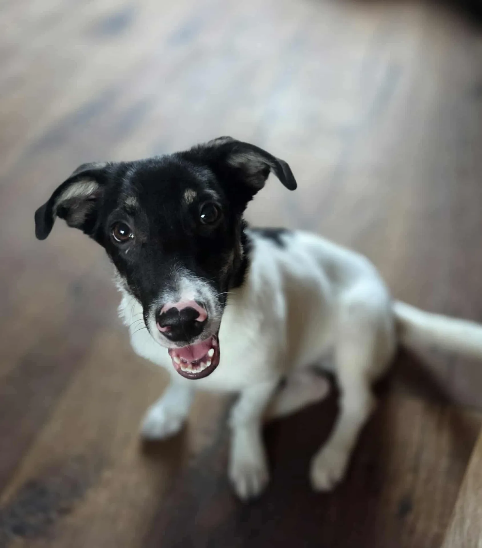 Parisa — Cross-breed