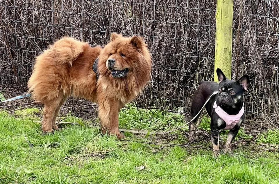 Gilbert — Chow Chow