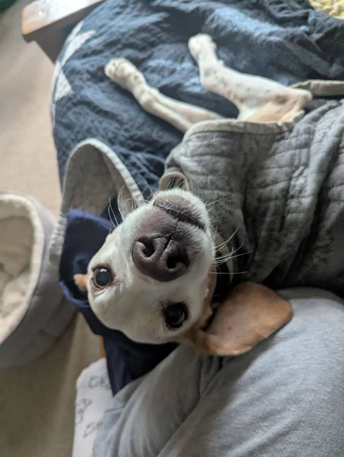 Basil — Pointer Cross