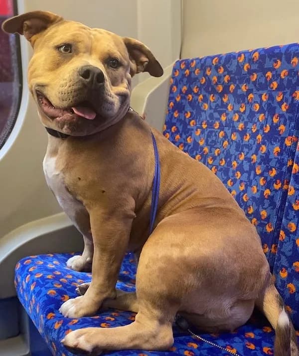 Chunky and Cookie photo 4