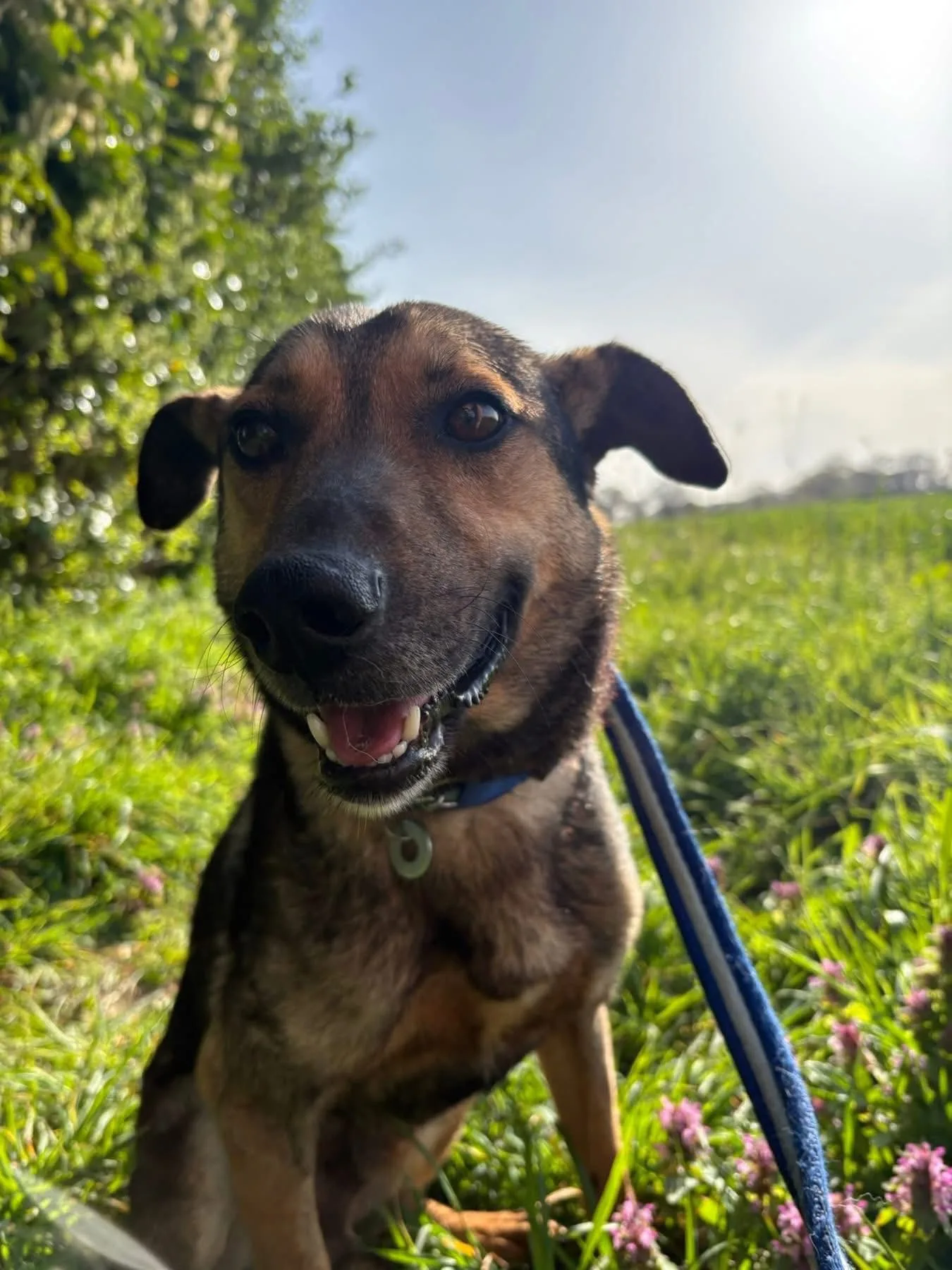 Jenkins — Cross-breed