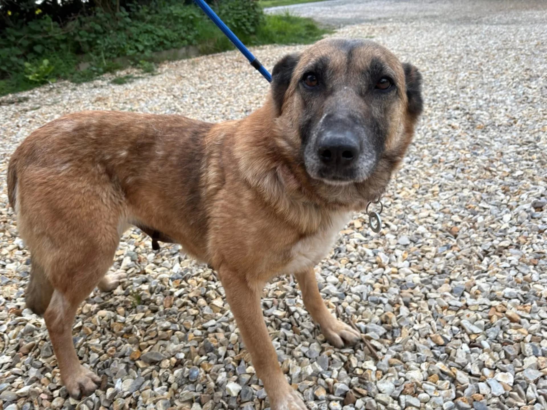 Thelma — Cross-breed