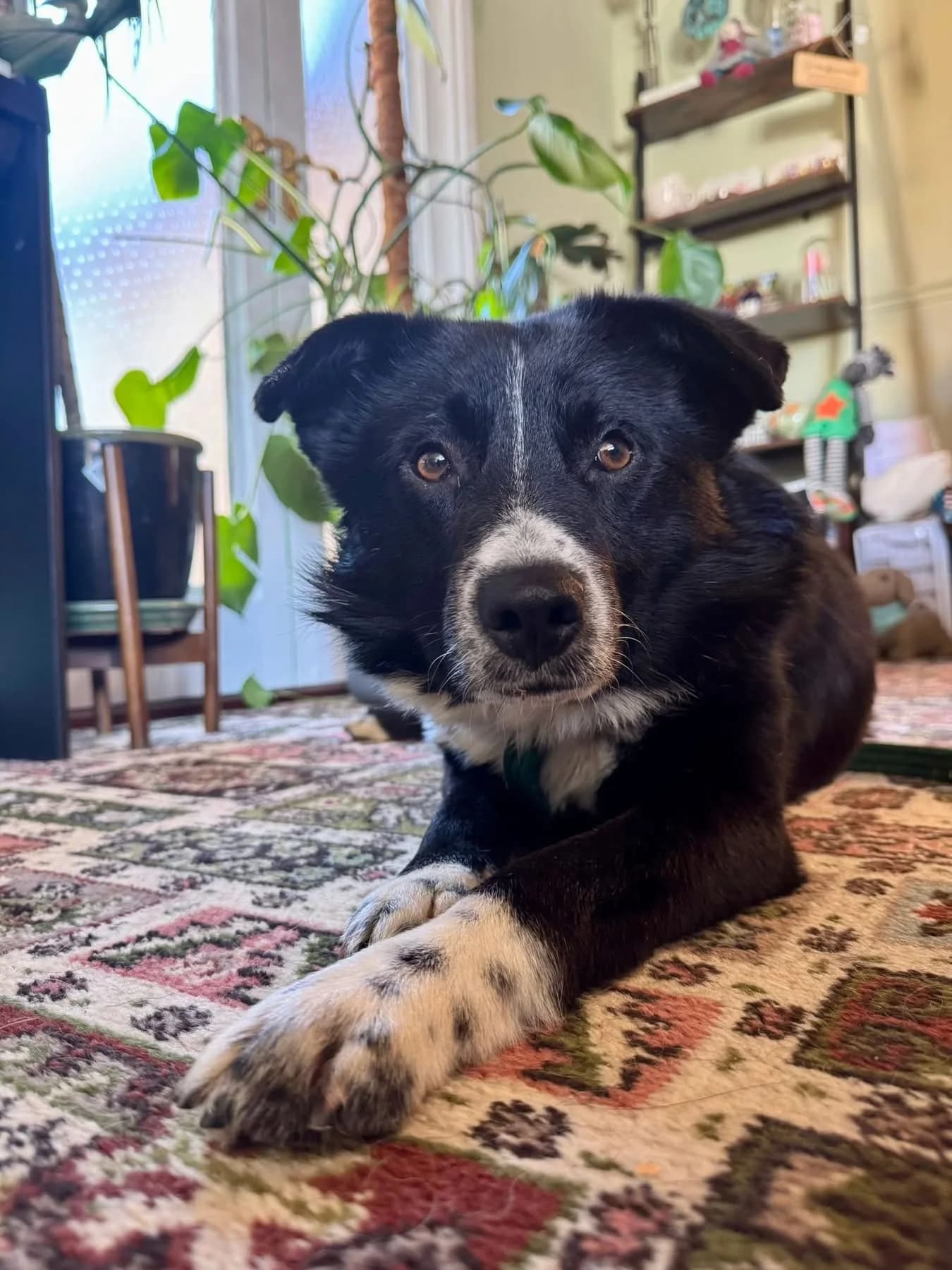 Arthur — Cross-breed