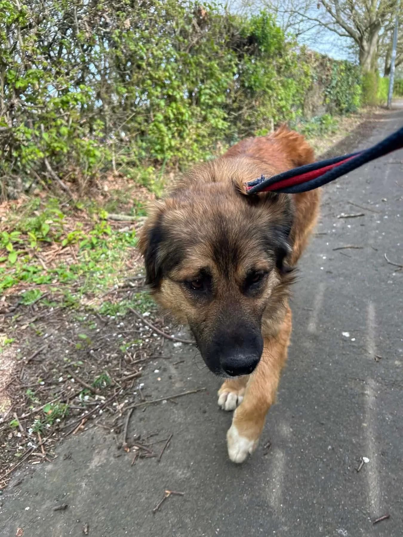 Alfie — Cross-breed