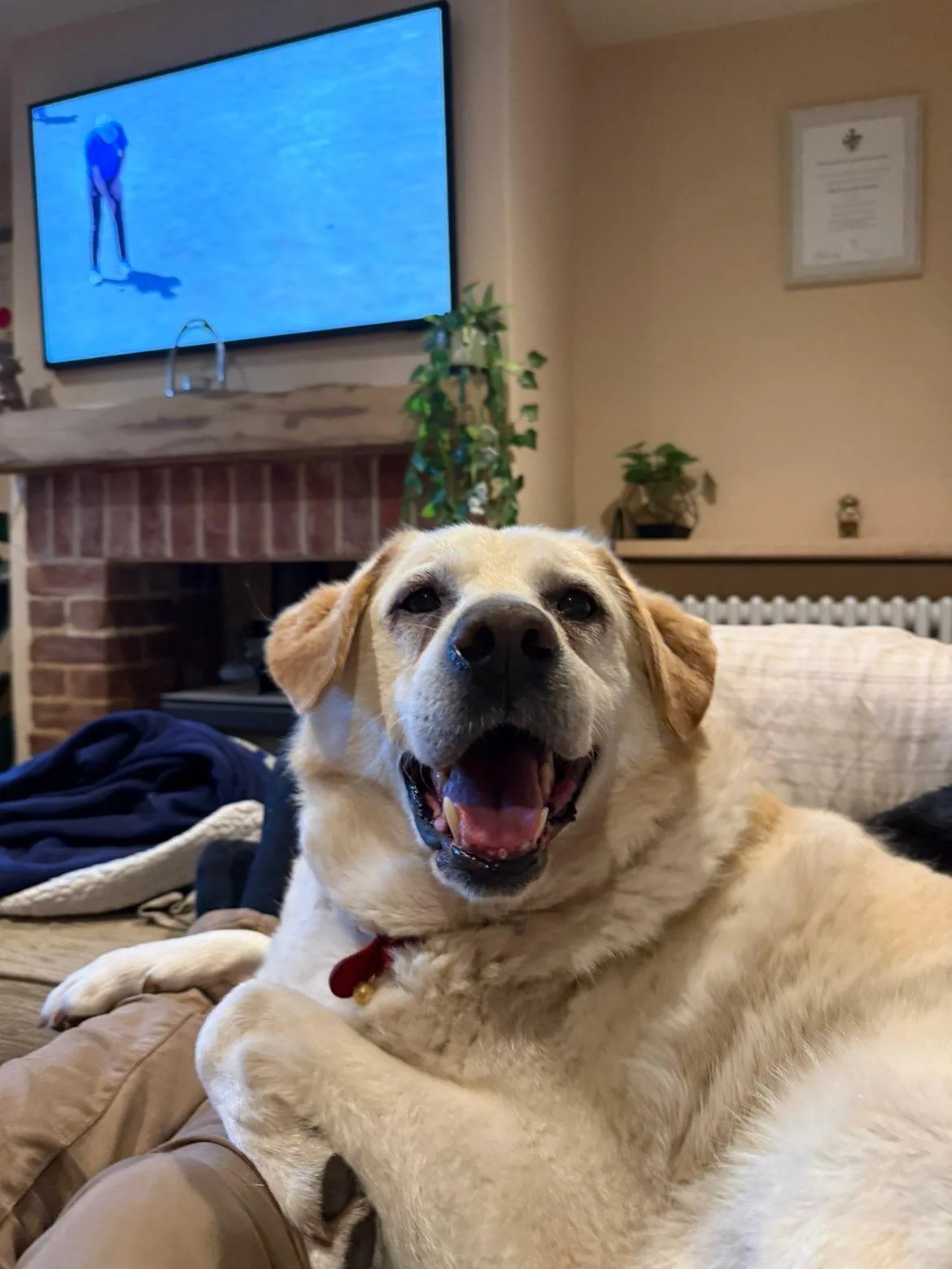 Zeus — Cross-breed