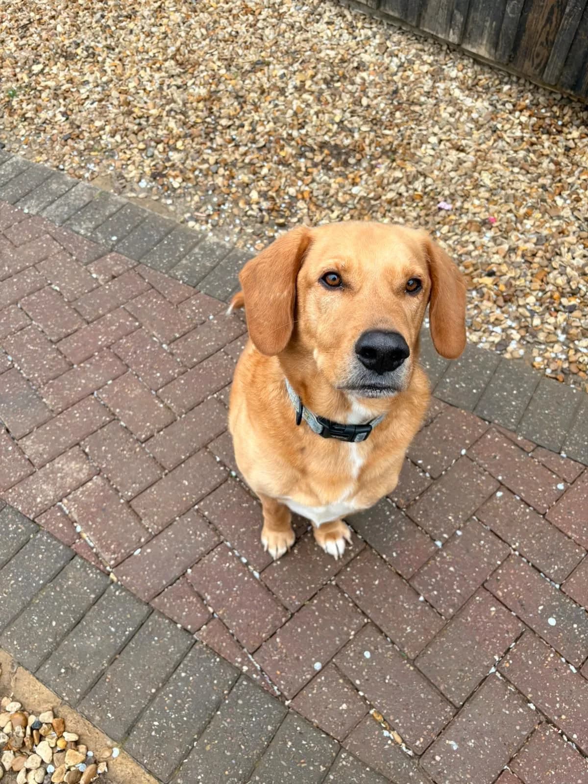 Zeus — Cross-breed