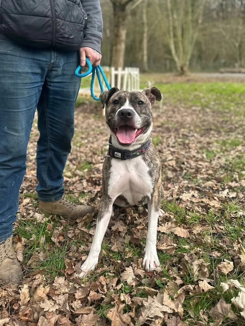 Rita — American Bulldog