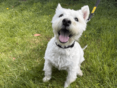 Oliver — Terrier (West Highland White)