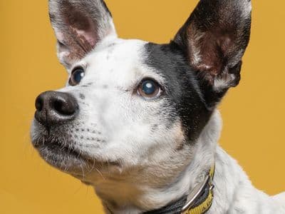 Patches — Mixed Breed